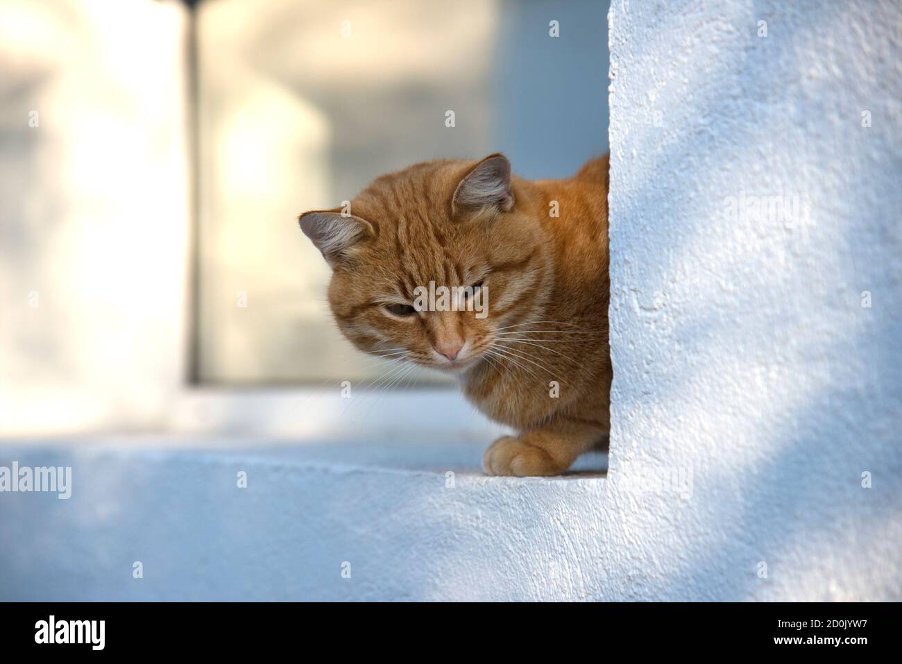 Stray red cat resting on the windowsill Stock Photo
