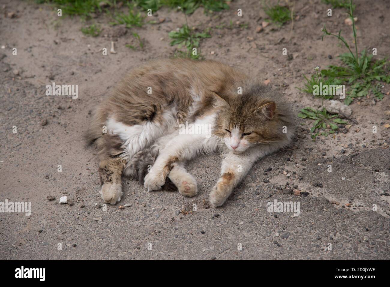 Stray cat lying on the street Stock Photo