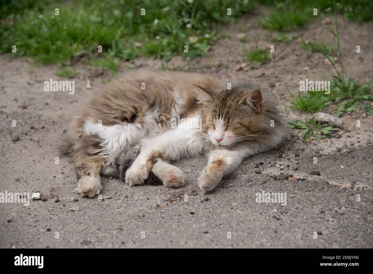 Stray cat lying on the street Stock Photo
