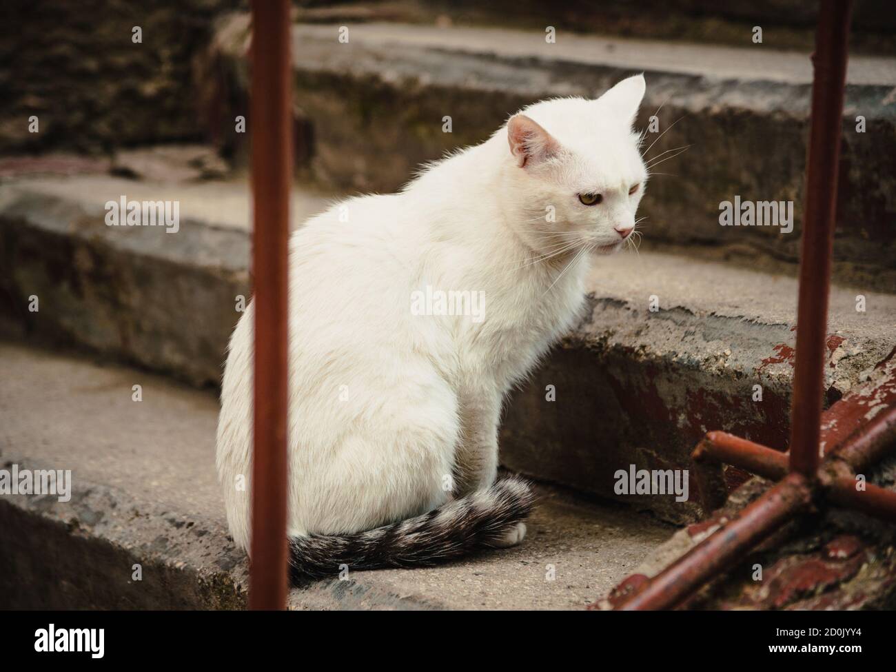The white cat sitting on the steps Stock Photo - Alamy