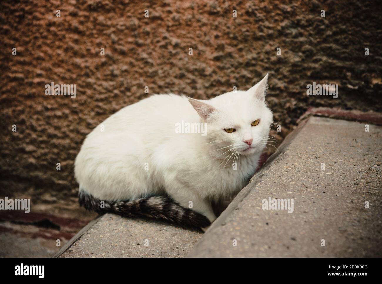 The white cat sitting on the steps Stock Photo - Alamy