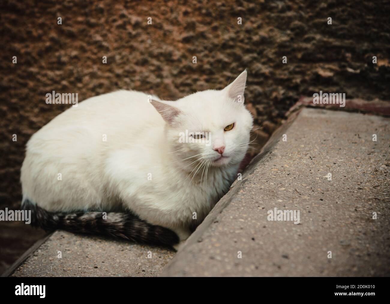 The white cat sitting on the steps Stock Photo - Alamy