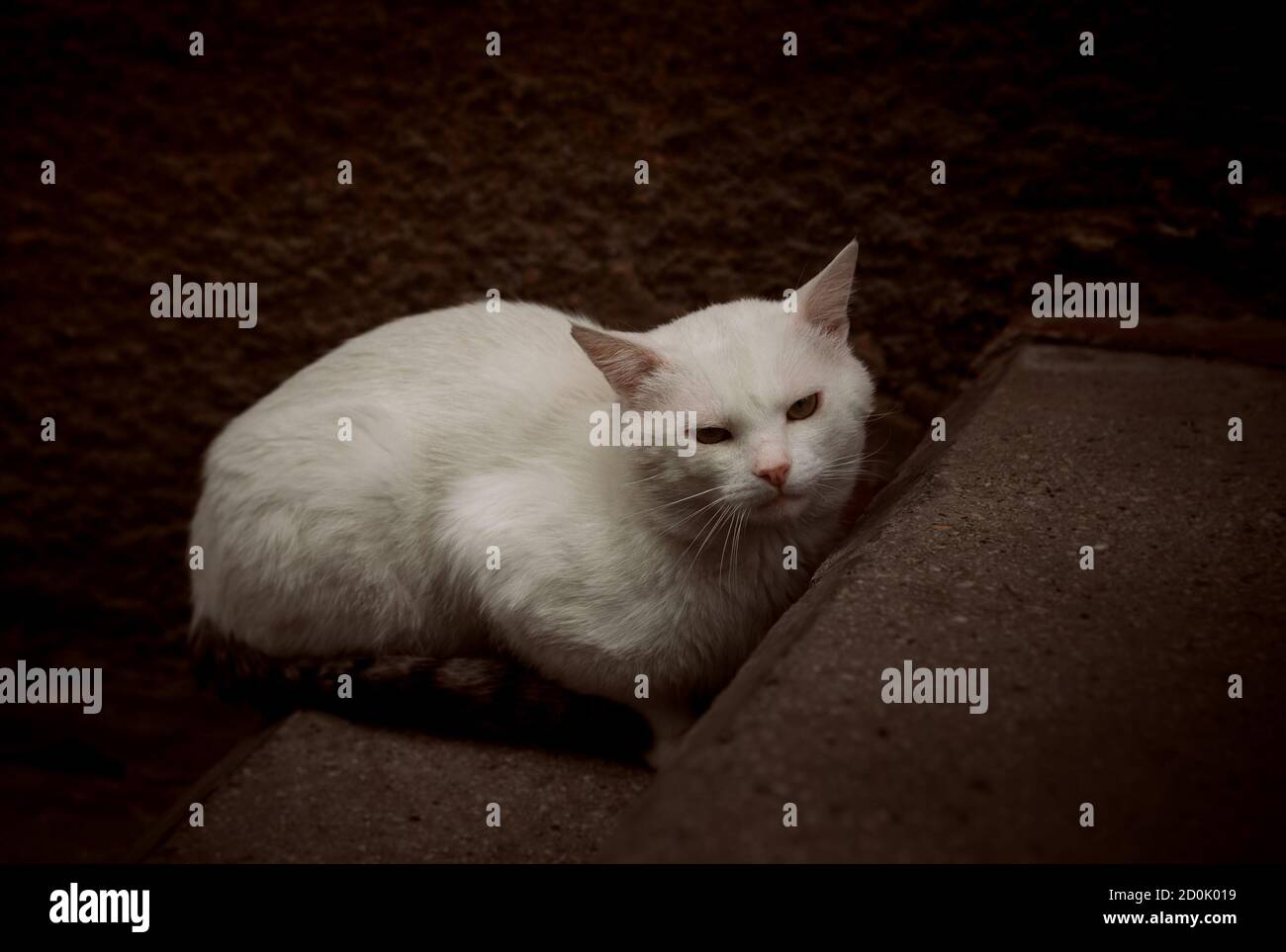 The white cat sitting on the steps Stock Photo - Alamy