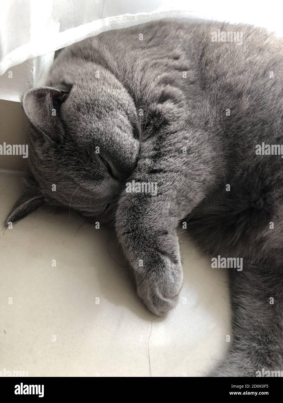 Vertical shot of a gray fluffy cat sleeping Stock Photo - Alamy