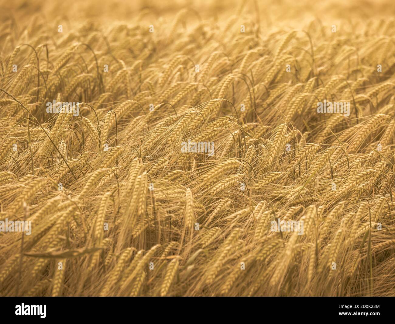 Wheat field. Ears of golden wheat close up. Rural Scenery during Shining sunset. close-up Stock Photo