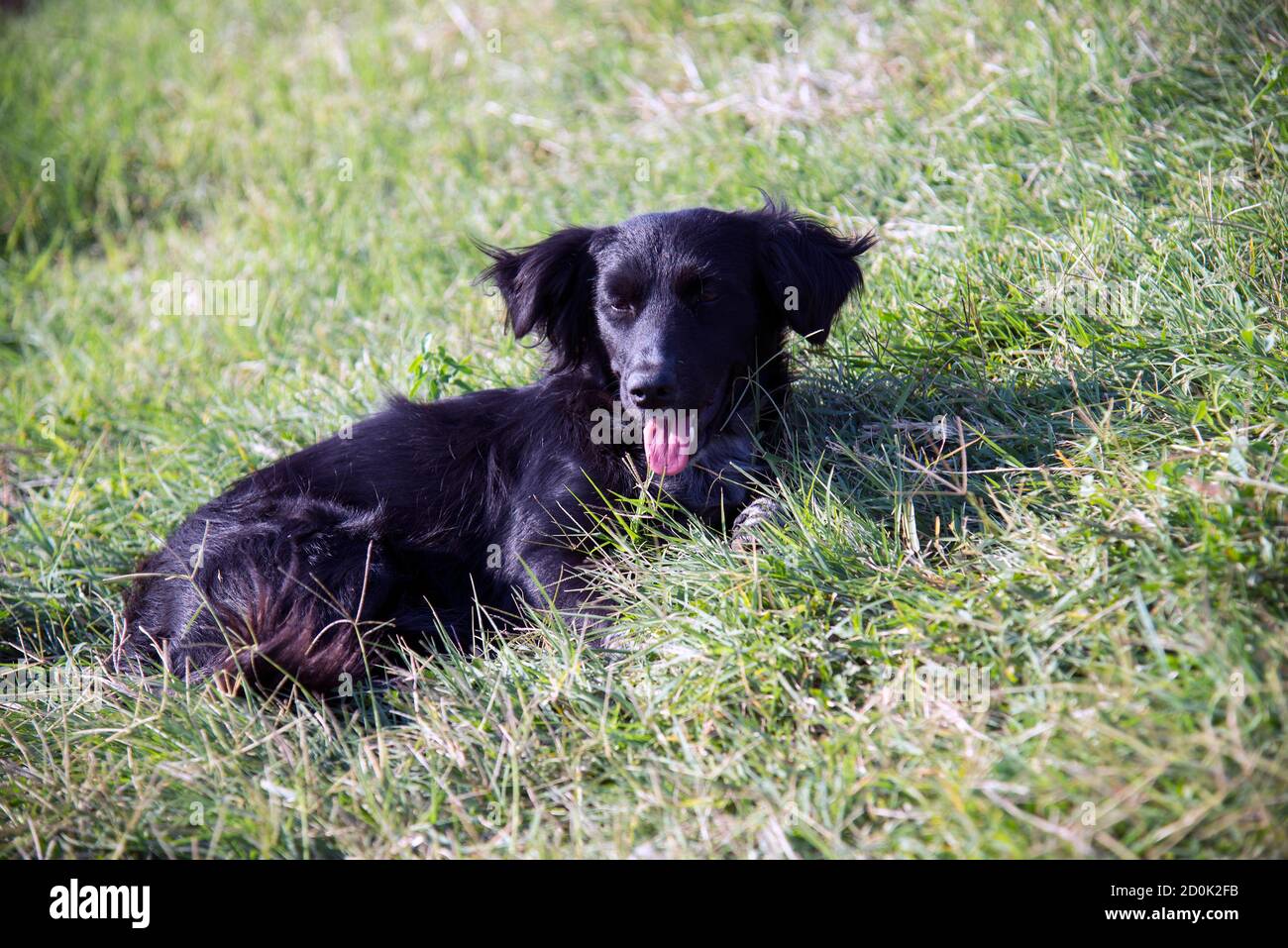 Black dog lying on green grass on a summer day Stock Photo - Alamy