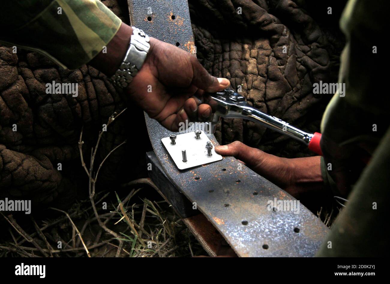 Kenya Wildlife Services (KWS) personnel secures an electronic data collar on an immobilized male elephant south of Kajiado 120km (75 Miles) south of capital Nairobi, December 3, 2013. The wildlife body is collaring elephants along the Amboseli ecosystem to monitor movement patterns of the animals due to shrinking land availability with the ever increasing human settlement. REUTERS/Noor Khamis (KENYA - Tags: ENVIRONMENT SOCIETY SCIENCE TECHNOLOGY ANIMALS) Stock Photo