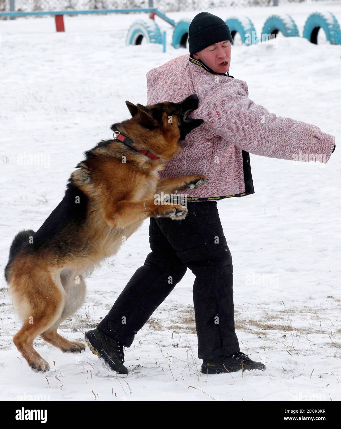 Are German Shepherds Attack Dogs