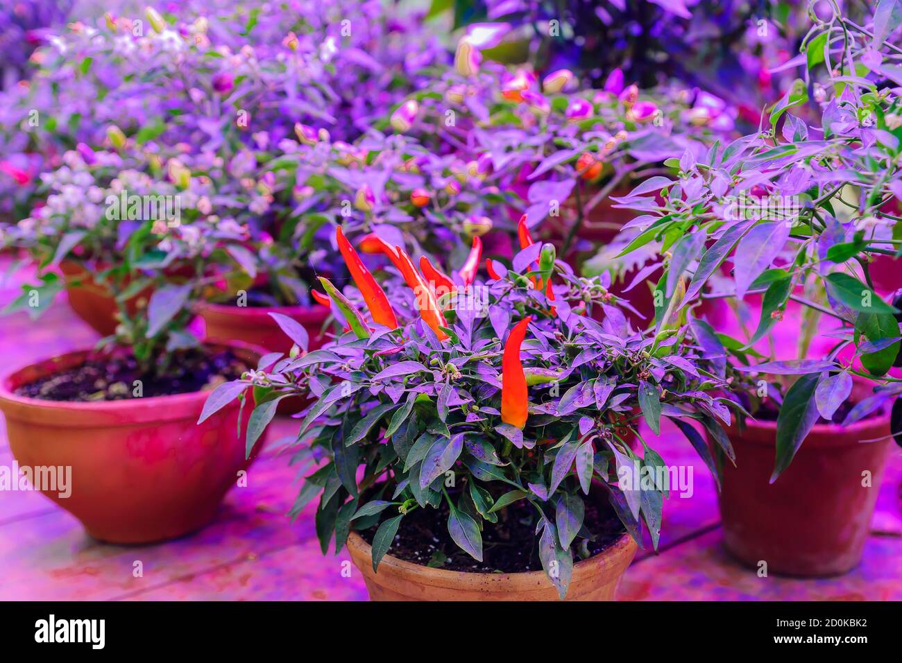 Growing vegetables under LED grow light Stock Photo Alamy