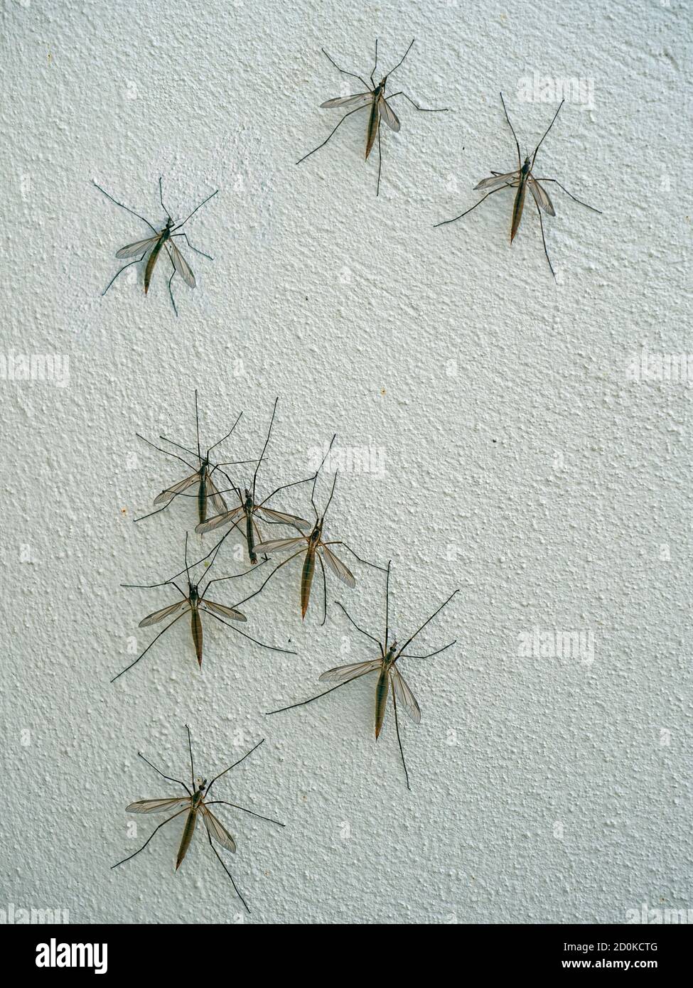 Tipulidae Crane Fly - Daddy Long Legs resting on white wall Stock Photo -  Alamy