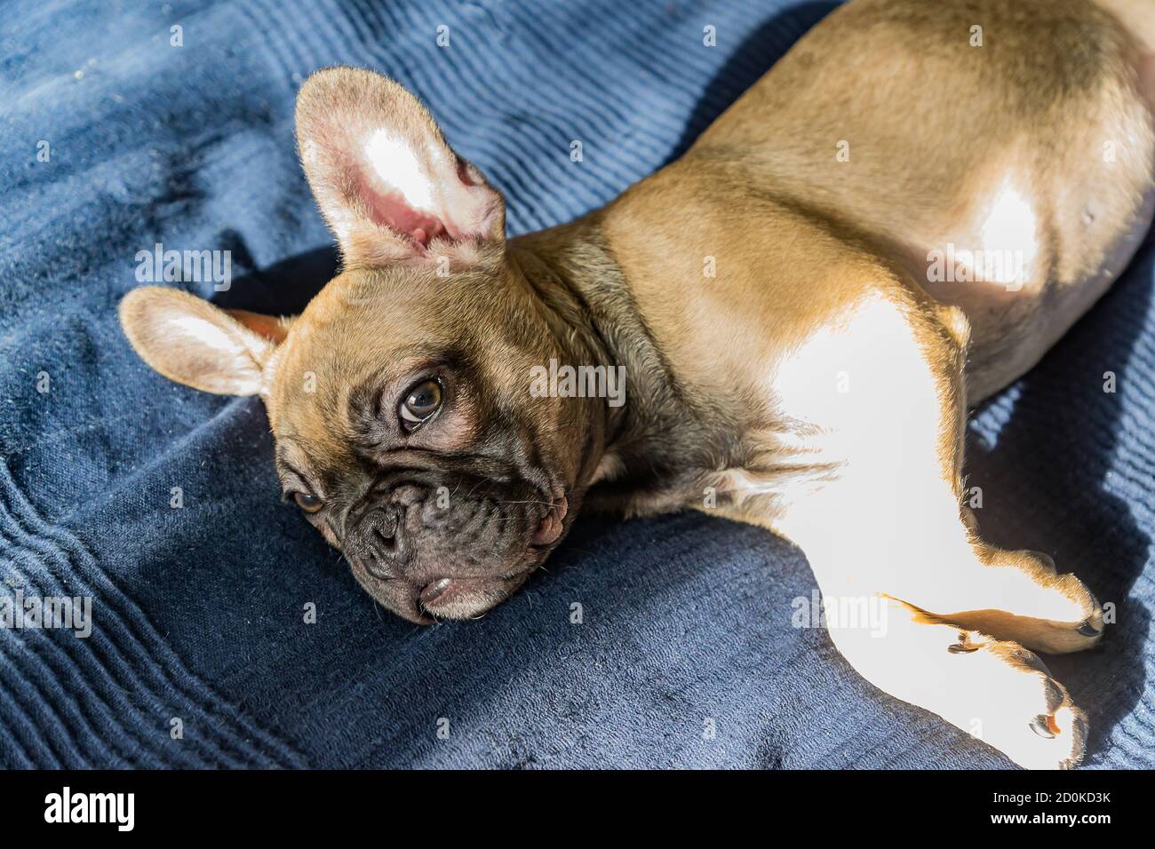 Frenchie sales zebra dog