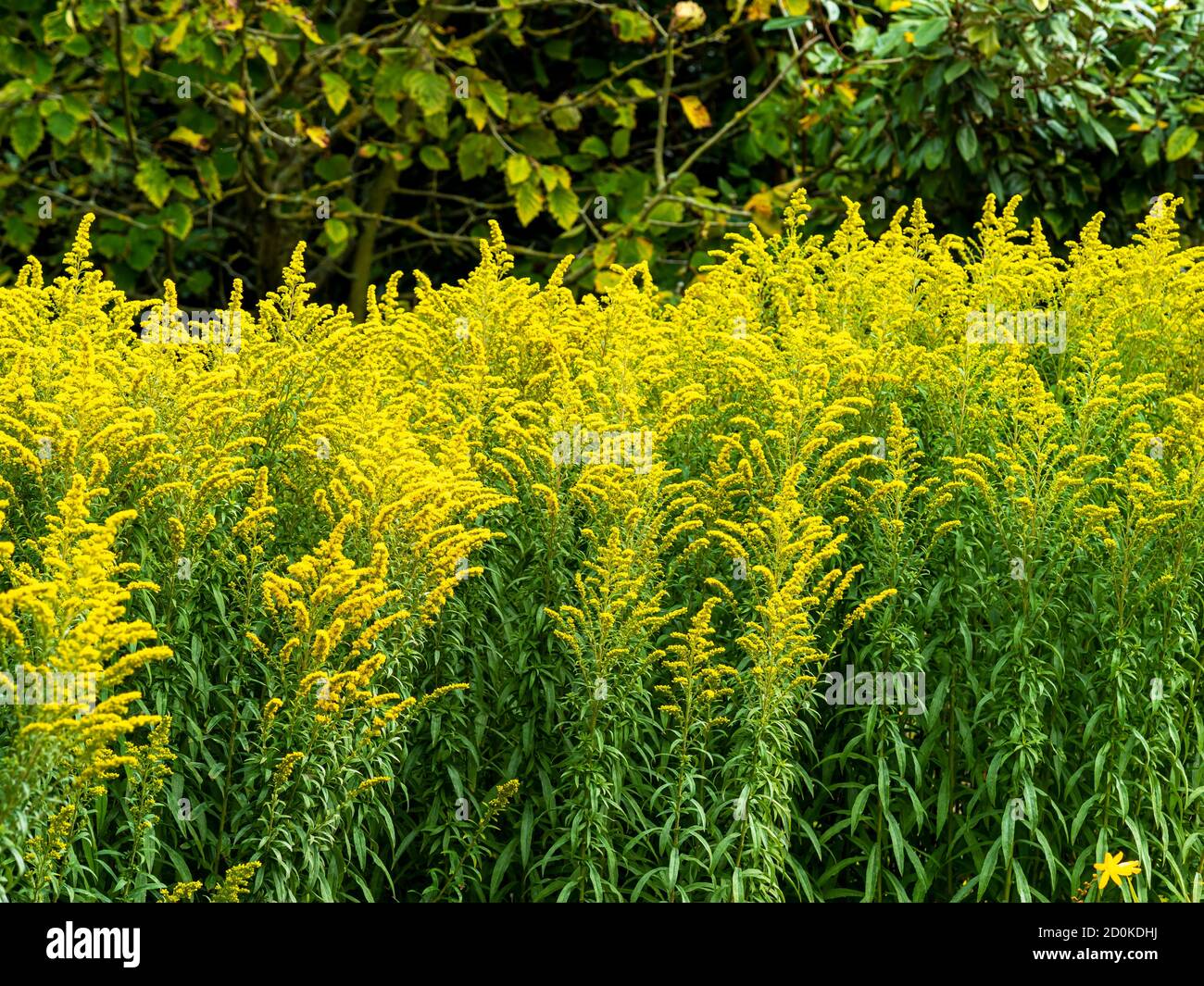 Yellow flowers on goldenrod, variety Solidago Linner Gold, catching sunlight in a garden Stock Photo