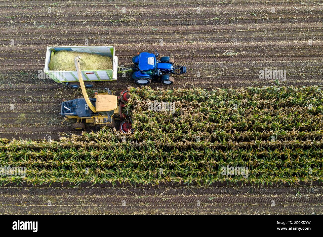Maize harvest, combine harvester, chopper works its way through a maize field, silage is pumped directly into a trailer, serves as animal feed, Lower Stock Photo