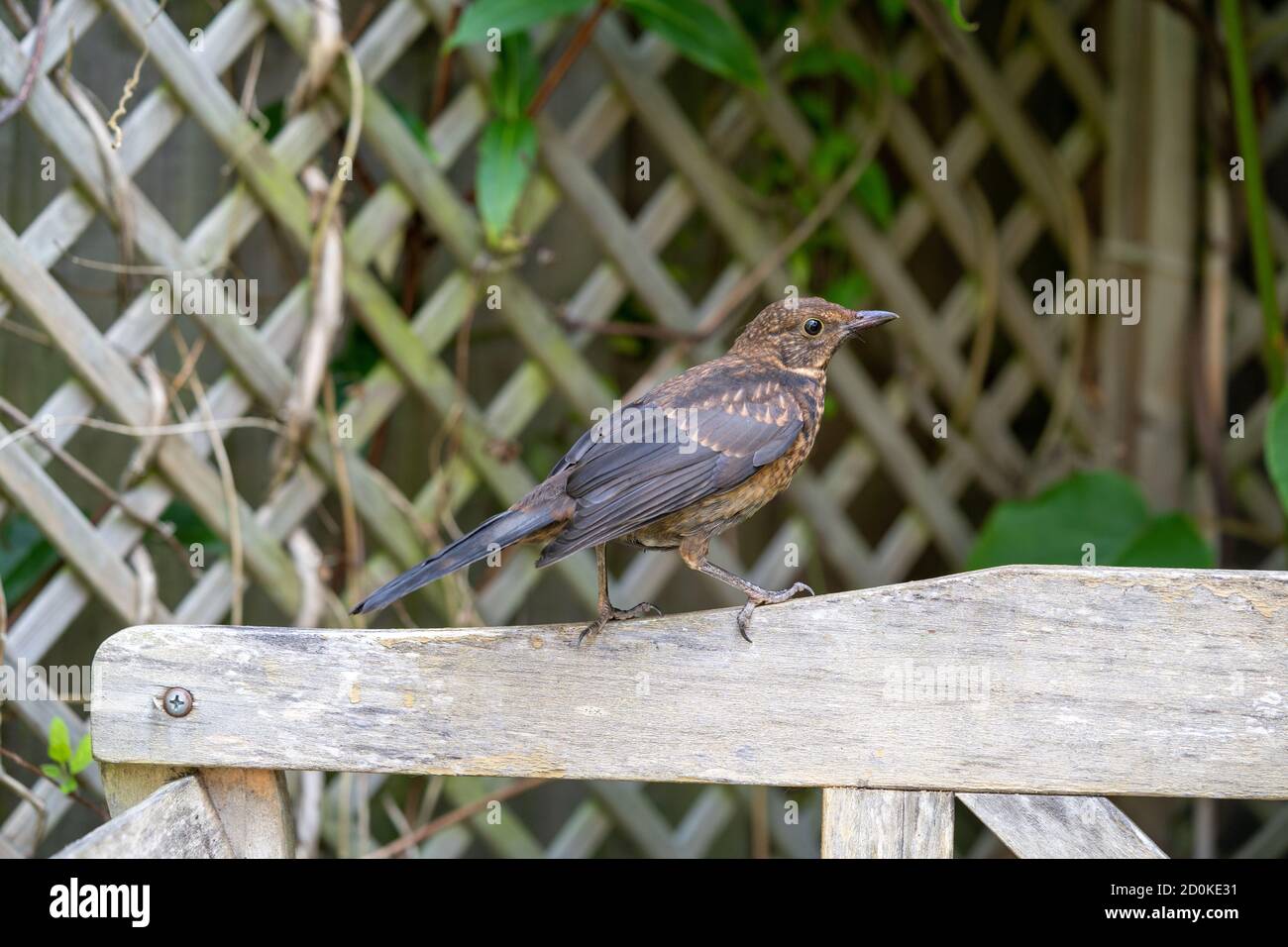 Close up of Juvenile Young Blackbird brown feathers perched on wooden surround in summer sun Stock Photo