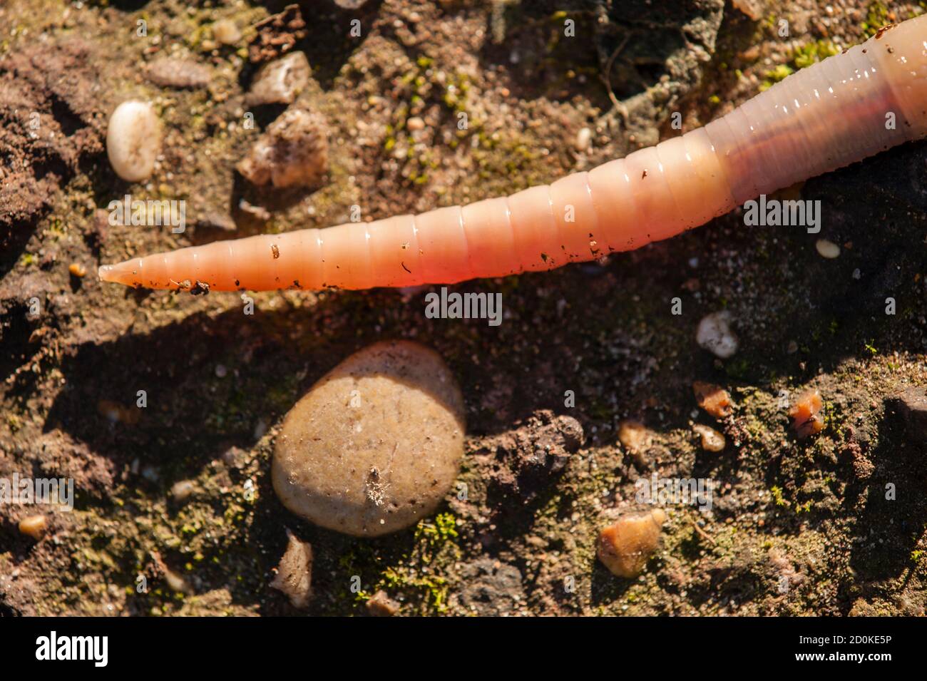 Earthworm, lombricus terrestris, also know as lob worm