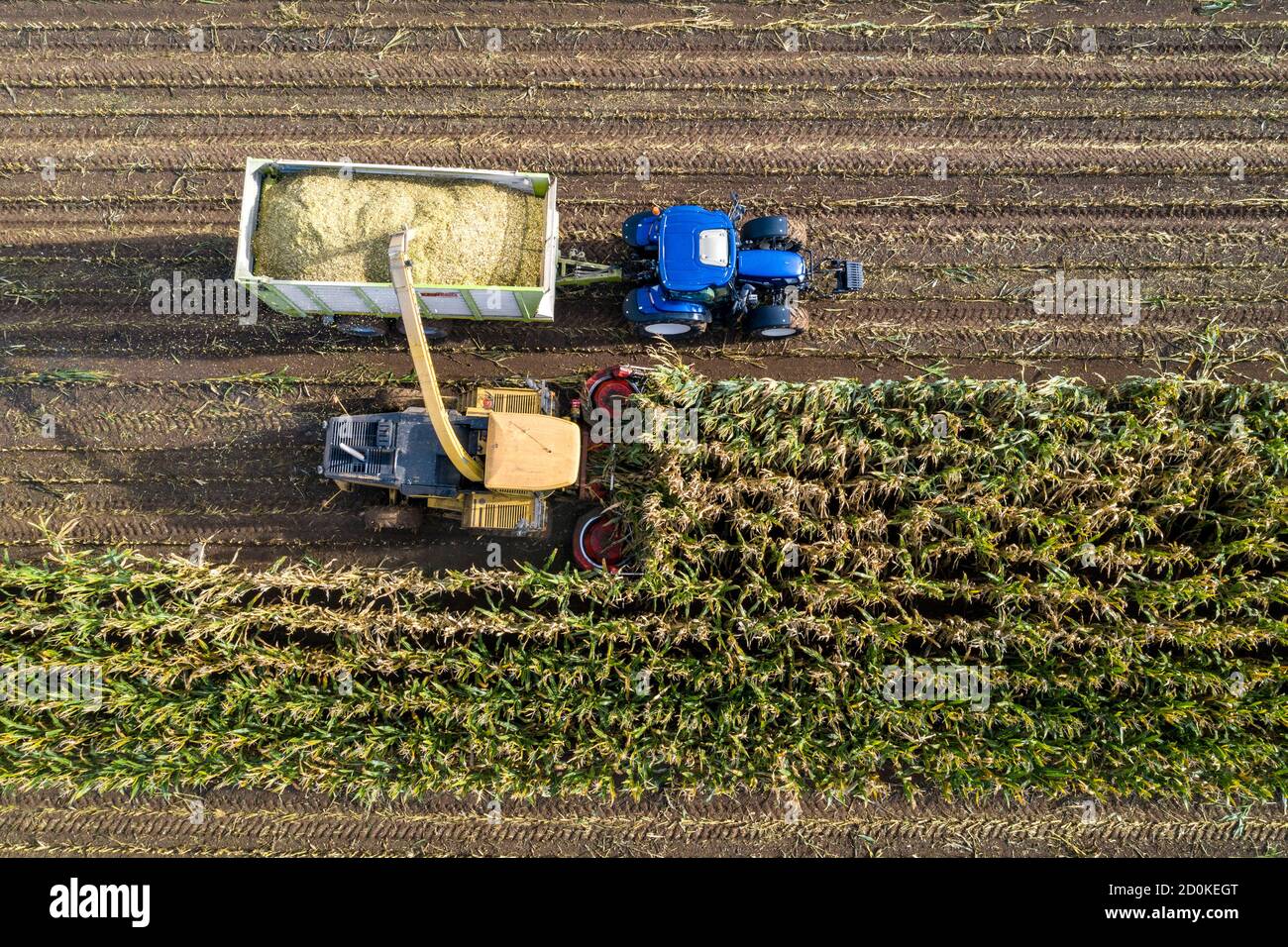 Maize harvest, combine harvester, chopper works its way through a maize field, silage is pumped directly into a trailer, serves as animal feed, Lower Stock Photo