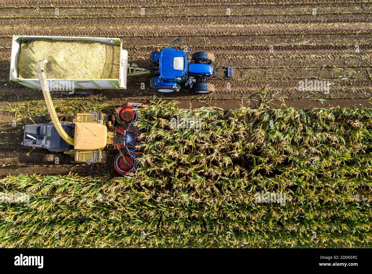 Maize harvest, combine harvester, chopper works its way through a maize field, silage is pumped directly into a trailer, serves as animal feed, Lower Stock Photo