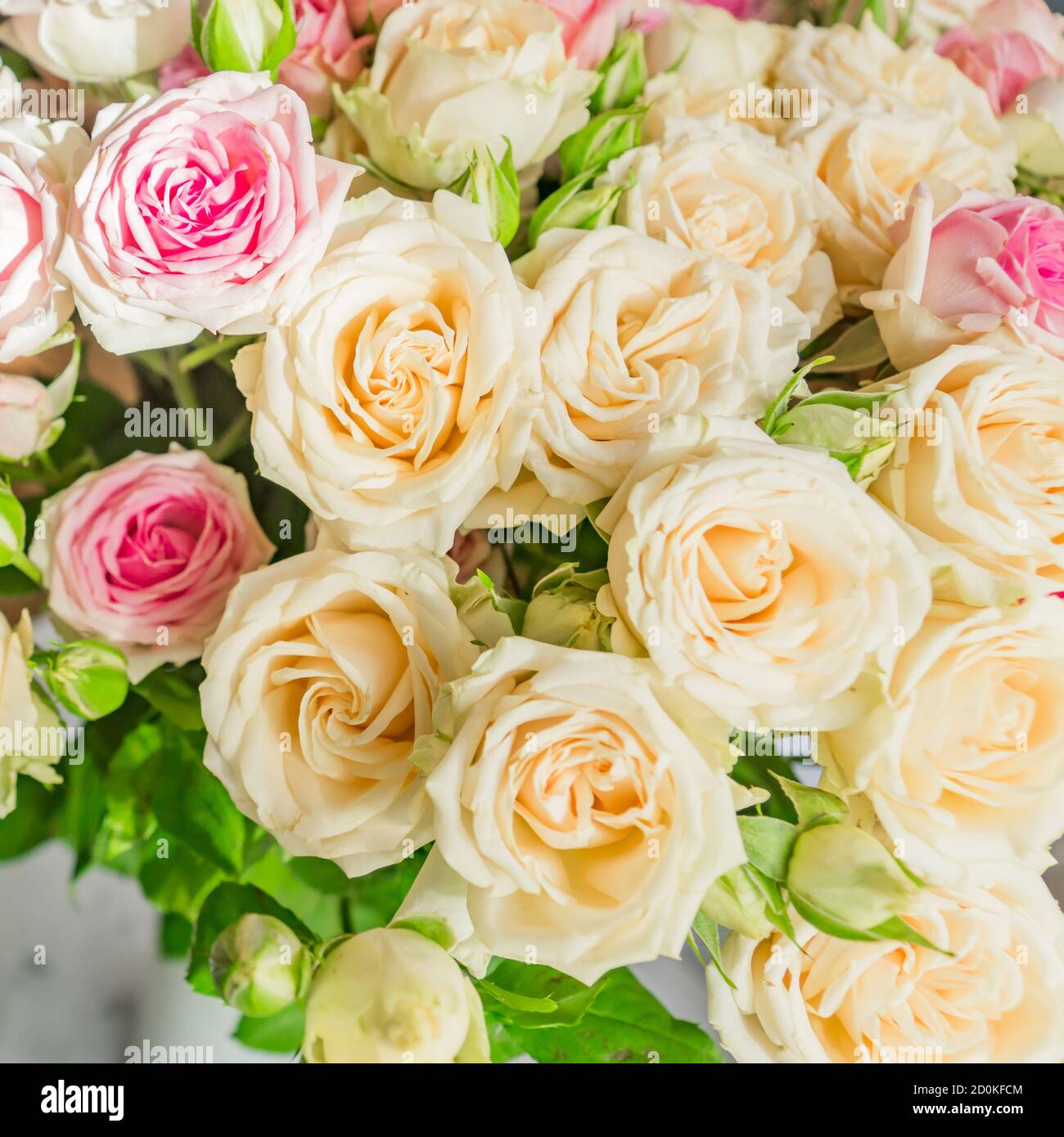 Baige Roses Beautiful background of pink and beige roses. Greeting card for ...