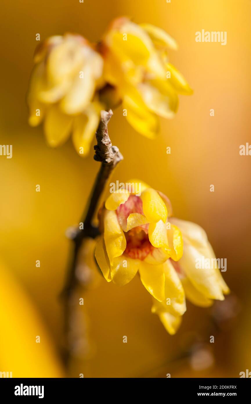 Chimonanthus praecox, wintersweet, Japanese allspice, flowering plant in the genus Chimonanthus of the family Calycanthaceae, native to China. Stock Photo
