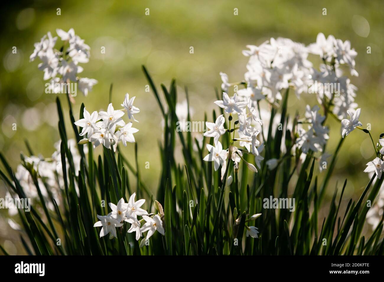 Narcissus tazetta, paperwhite, bunchflowered Daffodil, Chinese sacred