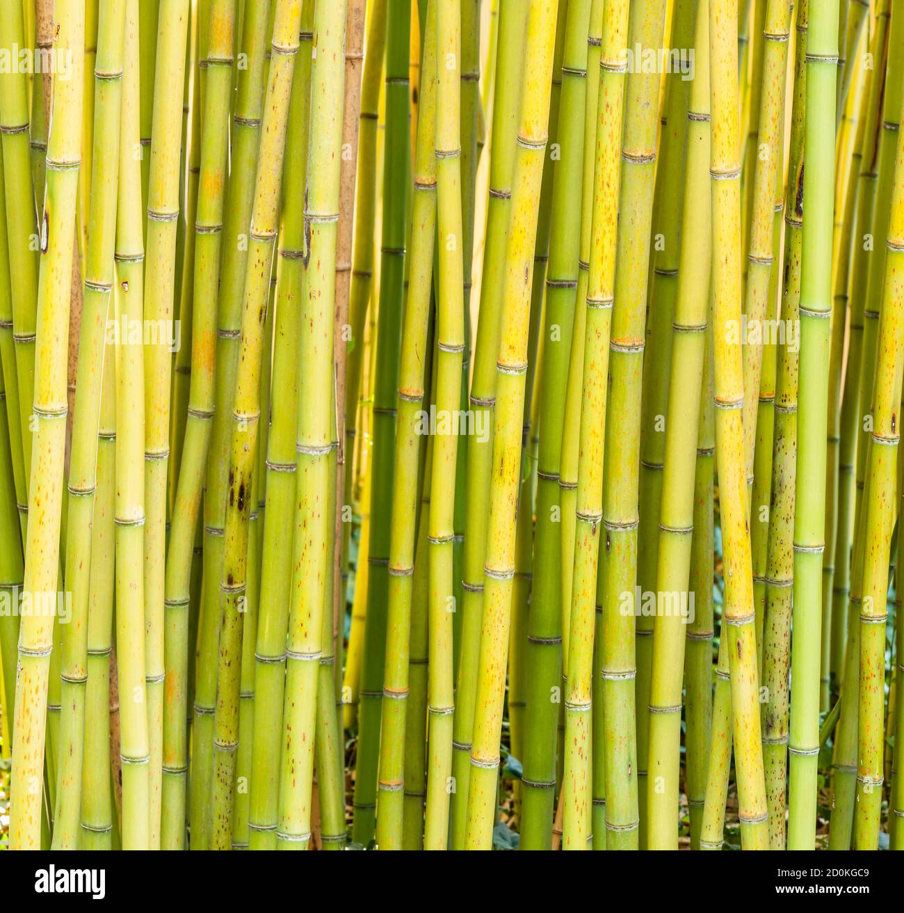Bamboo forest detail of multicolored stems, subfamily, Bambusoideae, of flowering perennial evergreen plants in the grass family Poaceae. Stock Photo