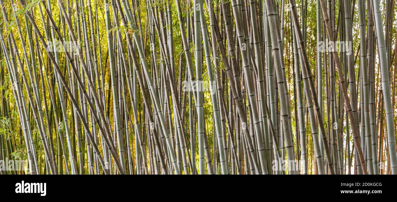 Bamboo forest detail of multicolored stems, subfamily, Bambusoideae, of flowering perennial evergreen plants in the grass family Poaceae. Stock Photo