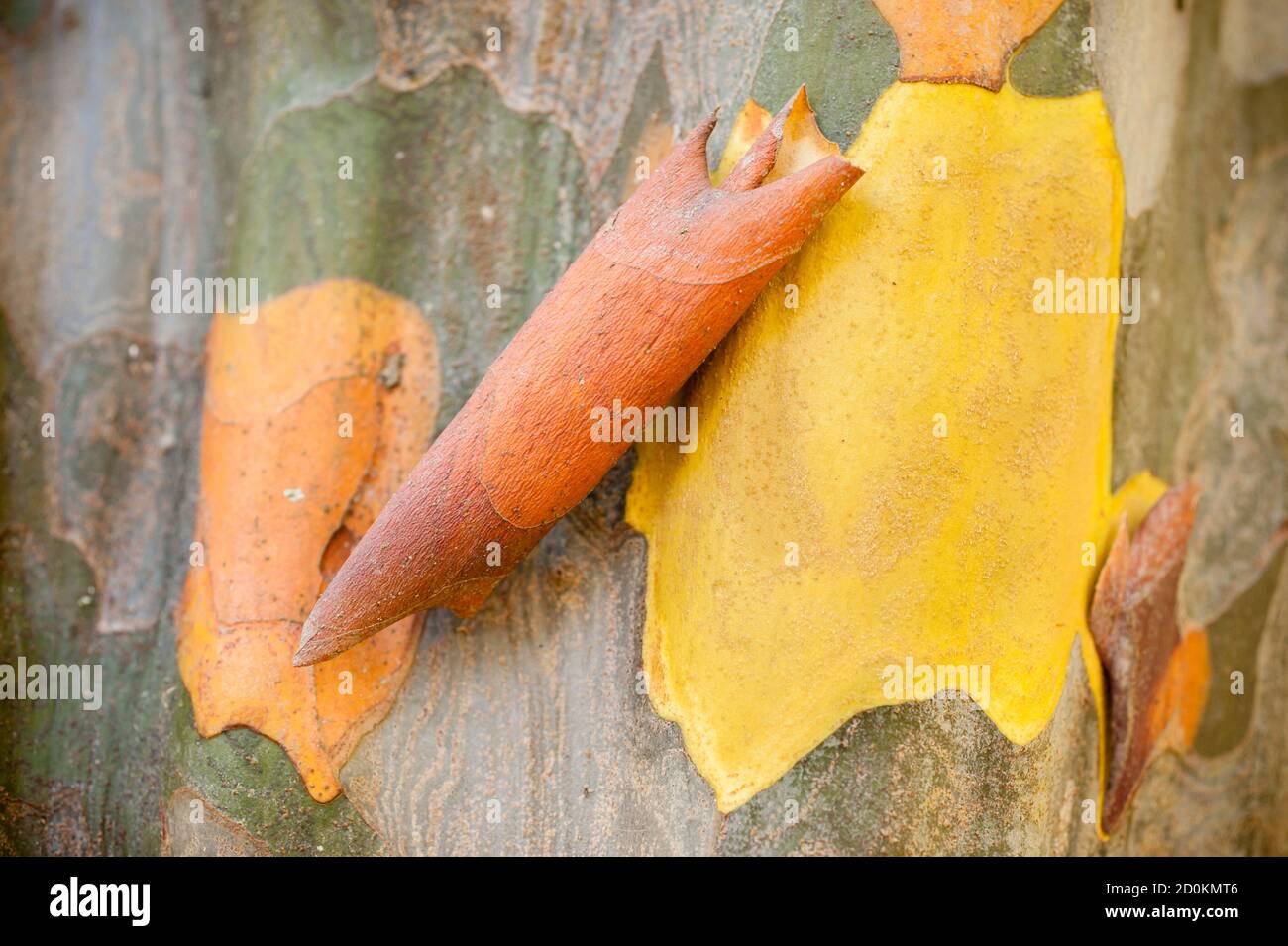 Bark detail of Pseudocydonia sinensis, Chinese quince, deciduous  tree in family Rosaceae, native to eastern Asia in China. Stock Photo