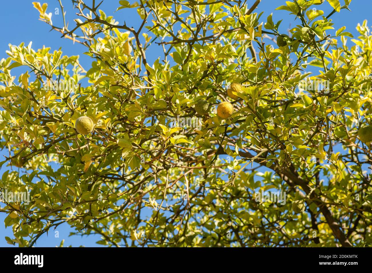 Bergamot orange tree with fruits and leaves on blue sky background, Citrus bergamia Stock Photo