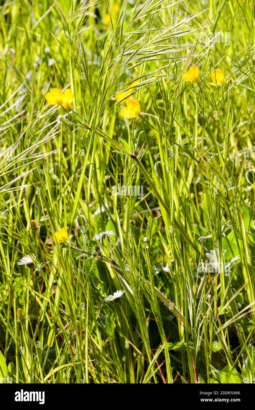 Spring bloom of yellow and white flowers in a green grass Stock Photo