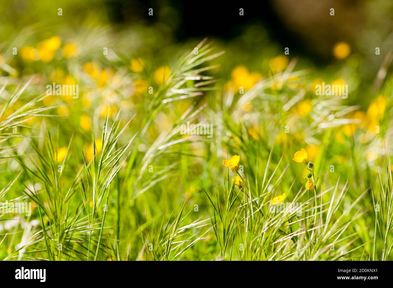 Spring bloom of yellow and white flowers in a green grass Stock Photo