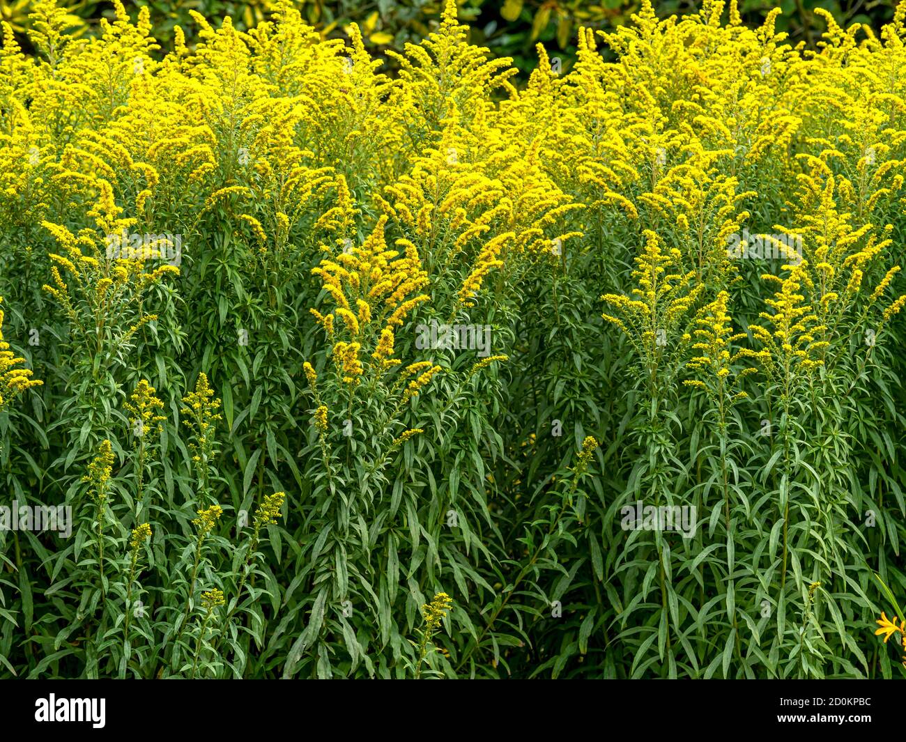 Yellow flowers of goldenrod, variety Solidago Linner Gold, catching sunlight in a garden Stock Photo