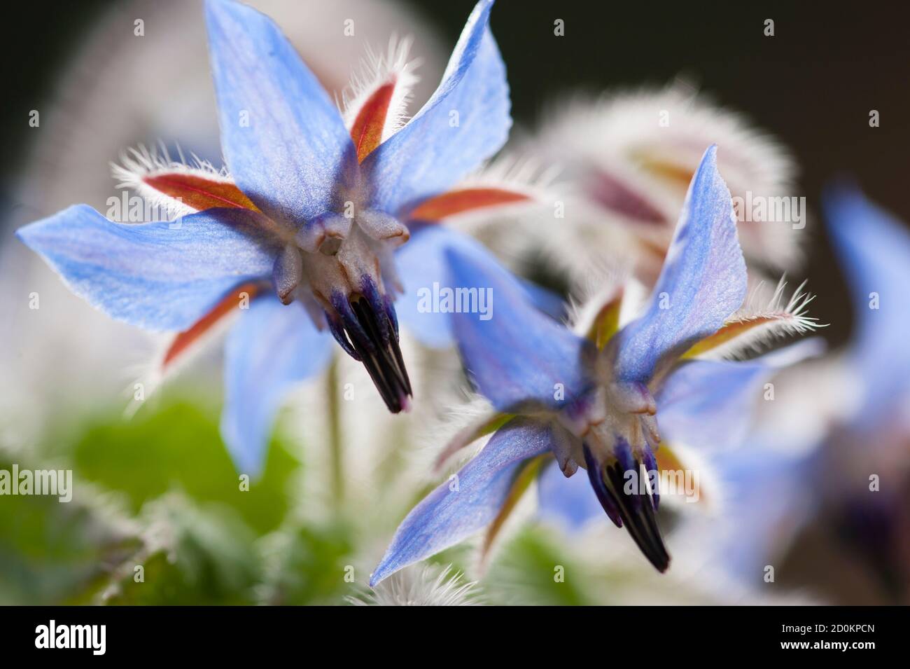 Borage family hi-res stock photography and images - Alamy