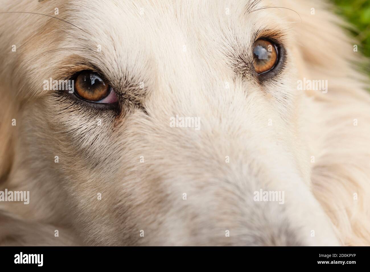 Close up of a white dog face with focus on his eye Stock Photo Alamy