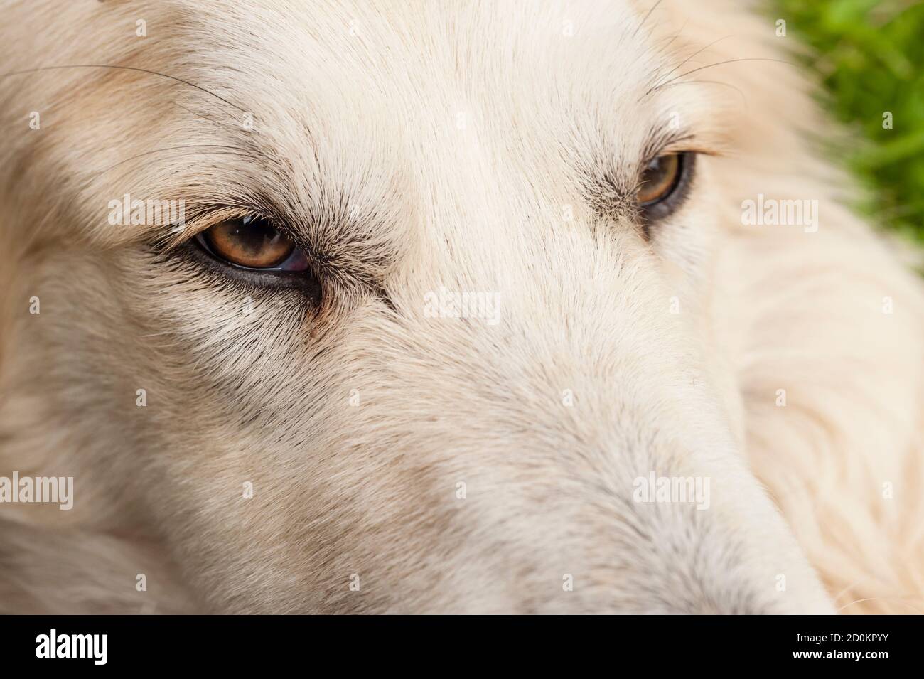 Close up of a white dog face with focus on his eye Stock Photo Alamy
