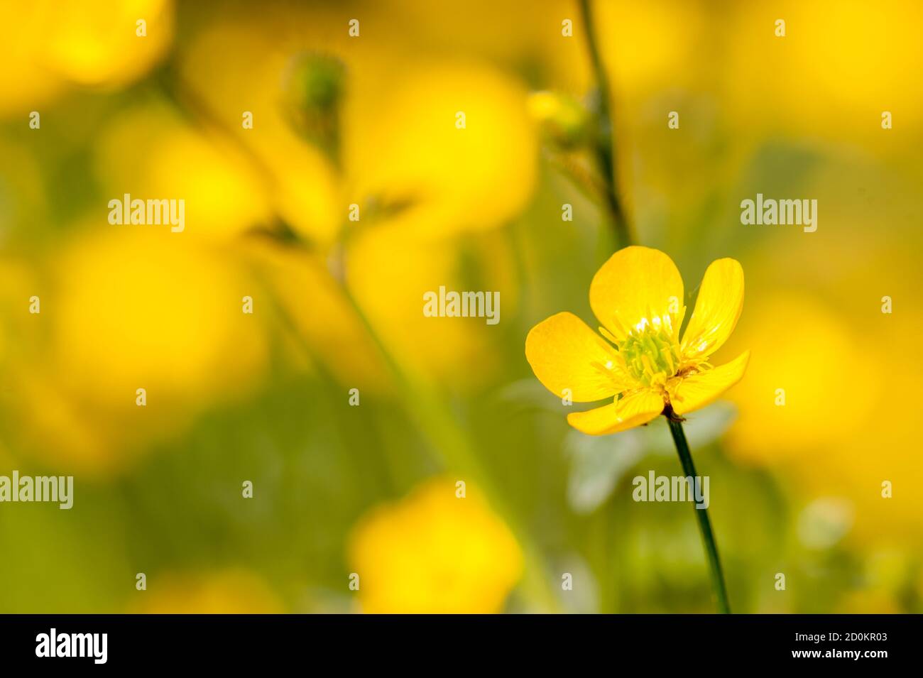 Ranunculus acris is a species of flowering plant in the family