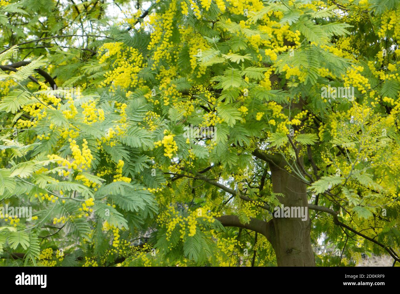 Mimosa Silver Blue Wattle Acacia Dealbata Tree With Yellow Flowers In Full Bloom In Spring Stock Photo Alamy