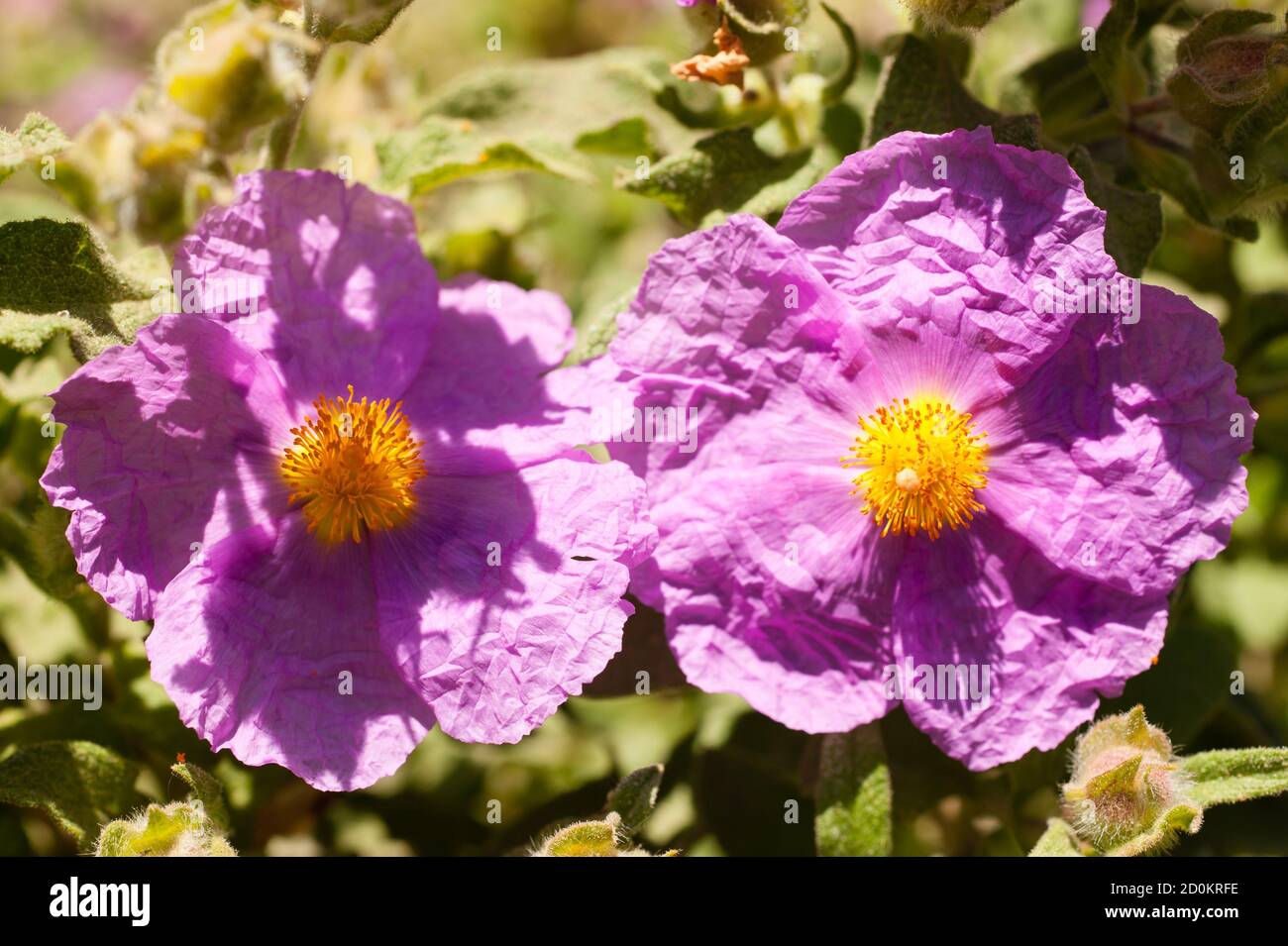 Cistaceae are rockrose or rock rose flowers known for their beautiful