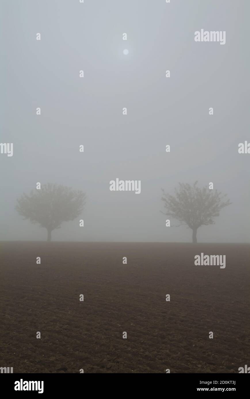 Two lonely trees in the winter fog Stock Photo - Alamy