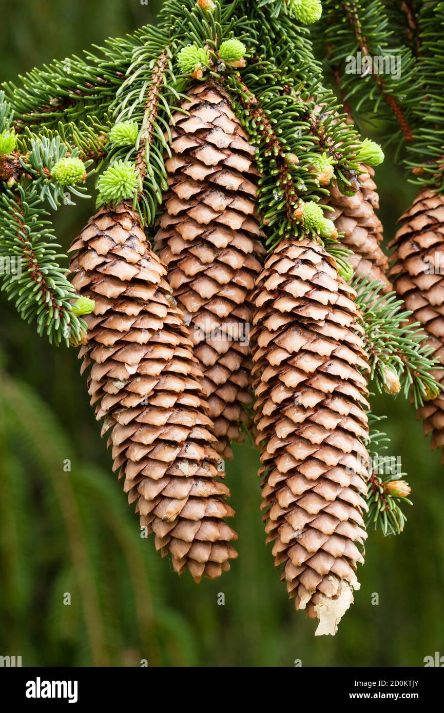 Norway spruce tree with green buds and cones, Picea abies Stock Photo