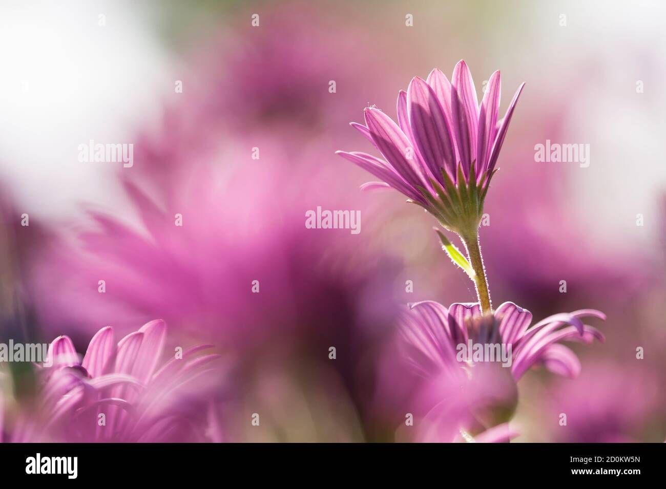 Purple Sunflowers, Dimorphotheca, under bright sun Stock Photo - Alamy