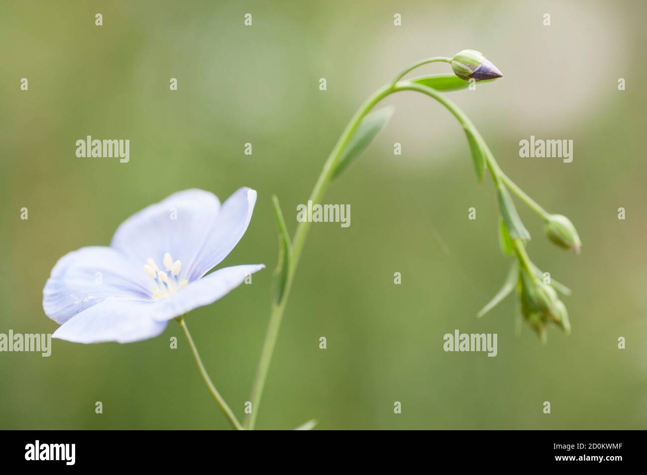 flower and buds of flax plant, Linum usitatissimum Stock Photo - Alamy