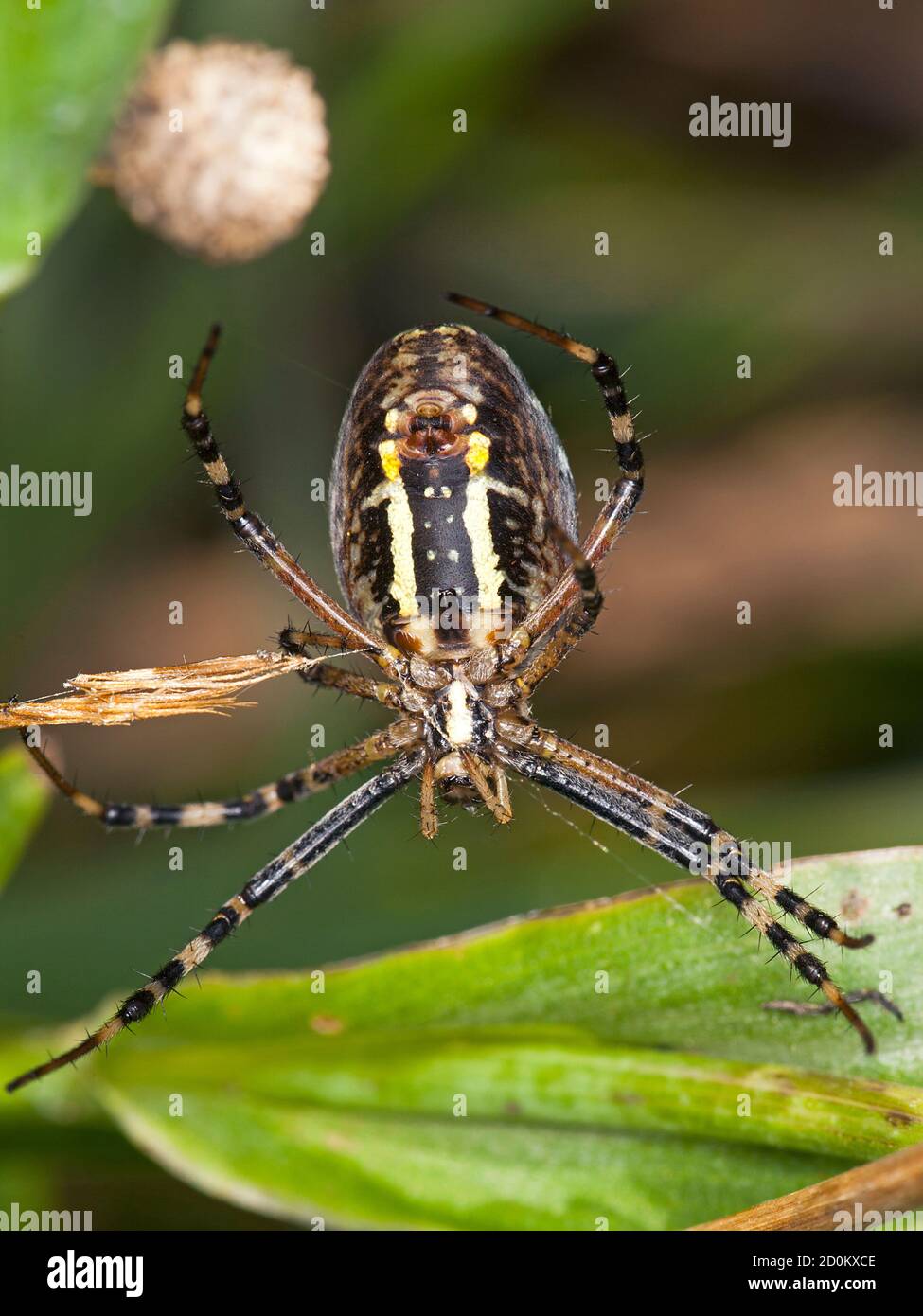 A wasp spider in the net Stock Photo