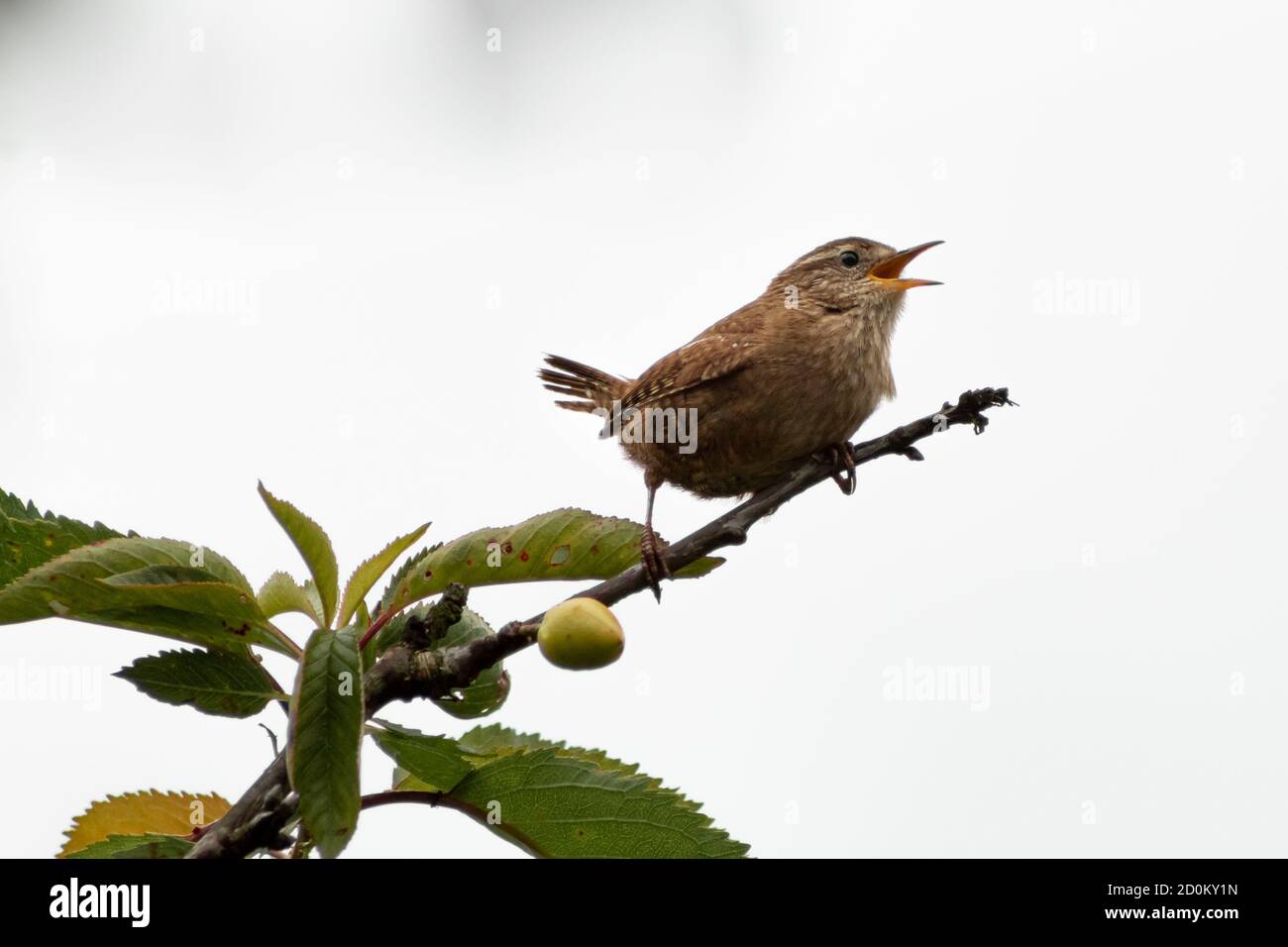 Common wrasse singing on top of a cherry tree. Stock Photo