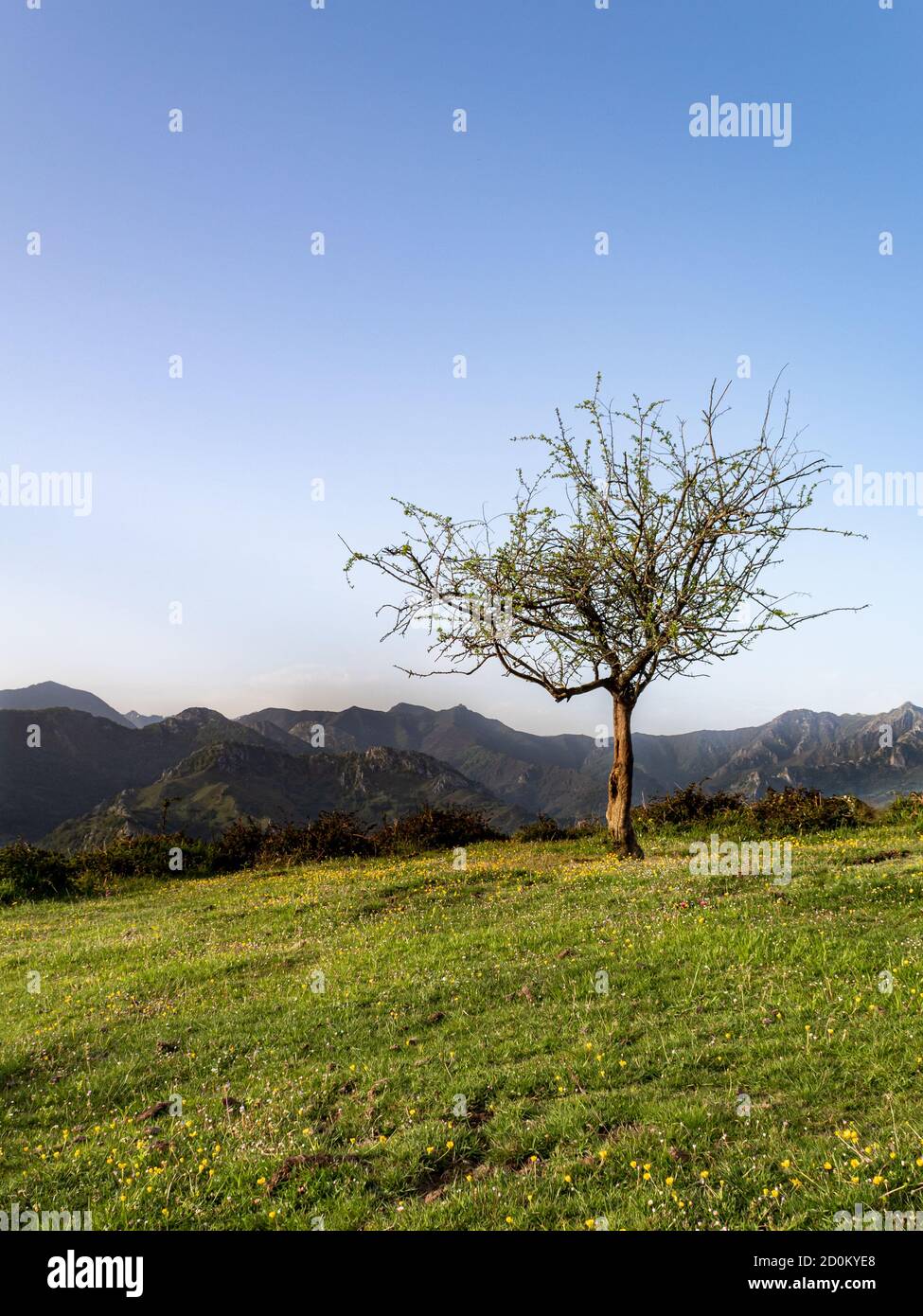Lonely tree on mountain top hi-res stock photography and images - Alamy