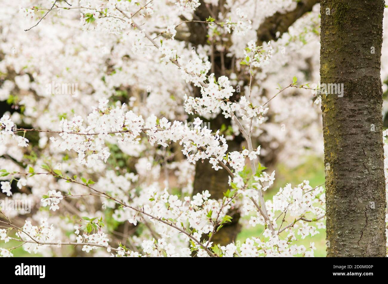 Ornamental cherry blossom in full bloom in Spring Stock Photo