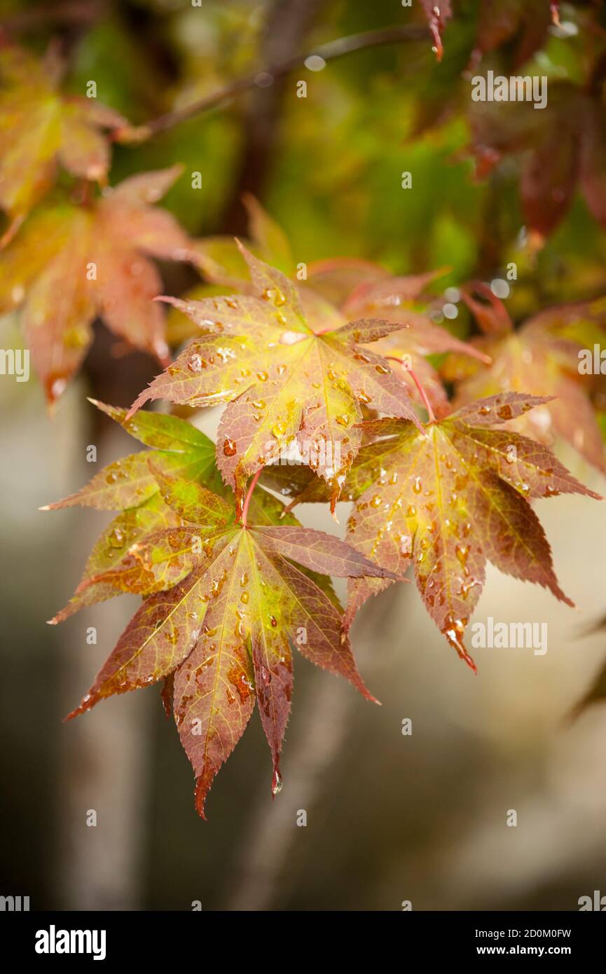 Maple tree leaves in autumn with orange, brown, red and yellow hues ...
