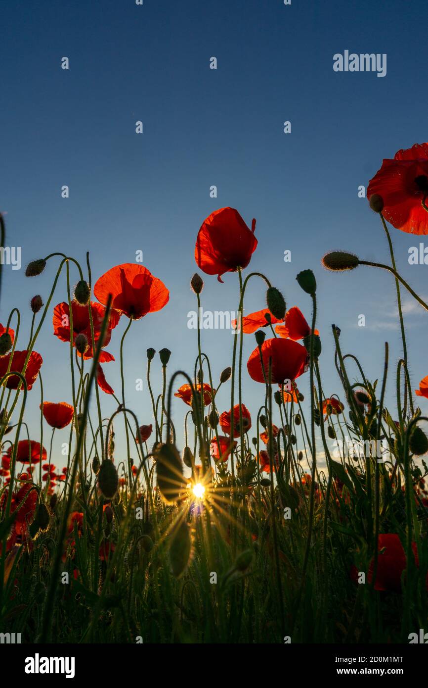 Close up in poppy field and sun. Remembrance day Stock Photo