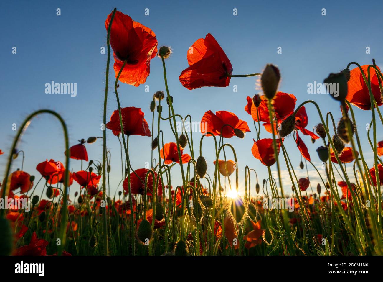 Close up in poppy field and sun. Remembrance day Stock Photo
