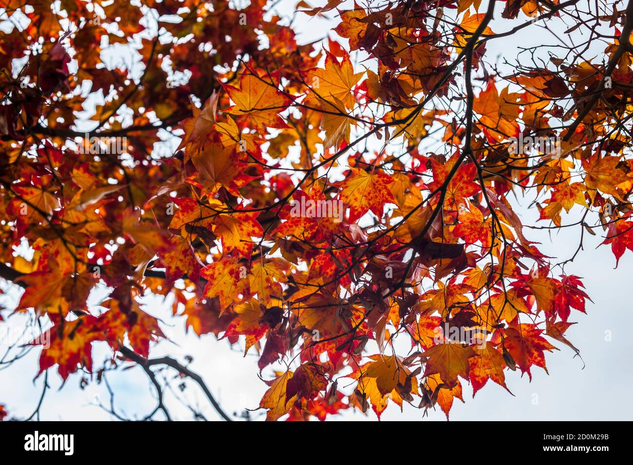Maple tree leaves in autumn with orange, brown, red and yellow hues ...