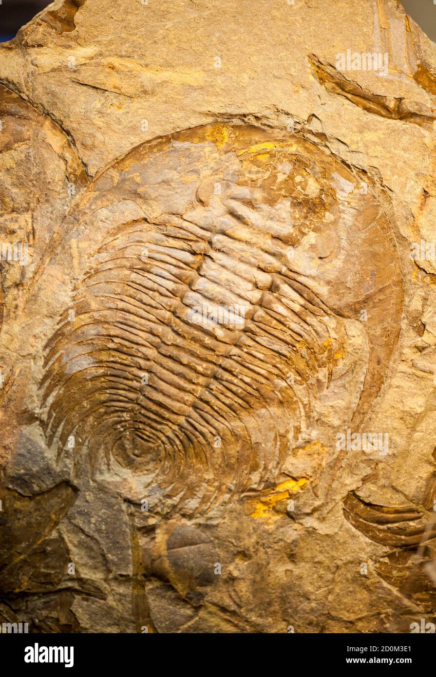 Fossil of a trilobate crustaceous with long horns Stock Photo